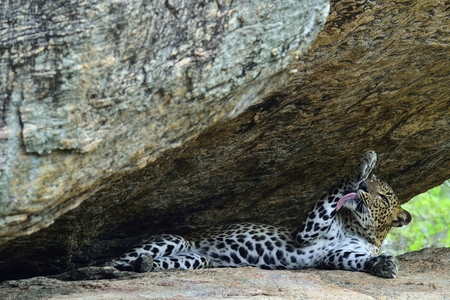 Leopard on a rock. The Female of Sri Lankan leopard (Panthera pardus kotiya). Sri Lanka. Yala National Park.の写真素材