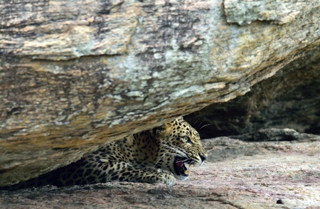 Leopard roaring. Leopard on a stone. The Sri Lankan leopard (Panthera pardus kotiya) female.の写真素材