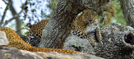 Leopard female. The Sri Lankan leopard (Panthera pardus kotiya)