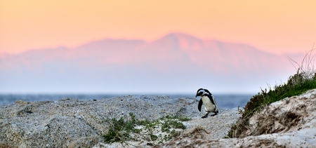 African penguin (spheniscus demersus) The African penguin on the shore in  evening twilight. sunset sky. South Africa.の写真素材