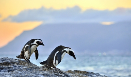 African penguins (spheniscus demersus) The African penguin on the shore in  evening twilight above red sunset sky.の写真素材