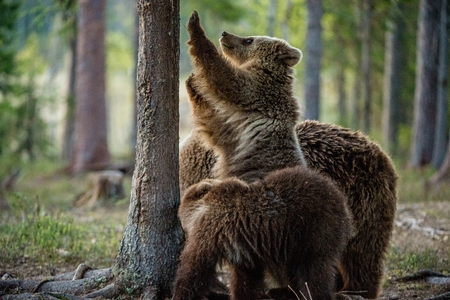 Brown Bears (Ursus Arctos) in the summer forest.