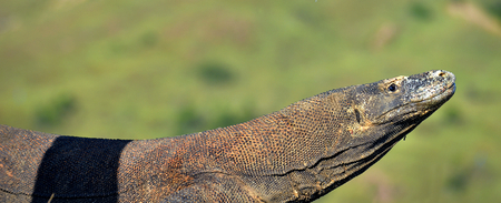 Portrait of the Komodo dragon ( Varanus komodoensis ) is the biggest living lizard in the world.  On...