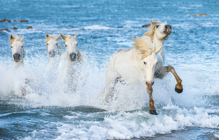 White Camargue horses galloping on the blue water of the sea with splashes and foam. France.の写真素材
