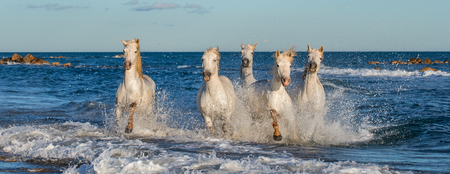 White Camargue horses galloping on the blue water of the sea with splashes and foam. France.の写真素材