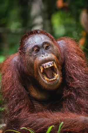 A close up portrait of the Bornean orangutan (Pongo pygmaeus) with open mouth. Wild nature. Central Bornean orangutan ( Pongo pygmaeus wurmbii ) in natural habitat. Tropical Rainforest of Borneo.の写真素材