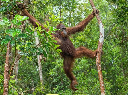 Bornean orangutan on the tree under rain in the wild nature. Central Bornean orangutan ( Pongo pygmaeus wurmbii ) on the tree in natural habitat. Tropical Rainforest of Borneo.Indonesiaの写真素材