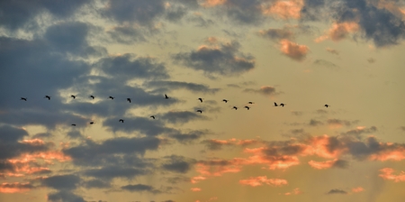 Birds in flight. A flock of cranes flies at sunset. Gray bird with long neck. Sunset sky with clouds...