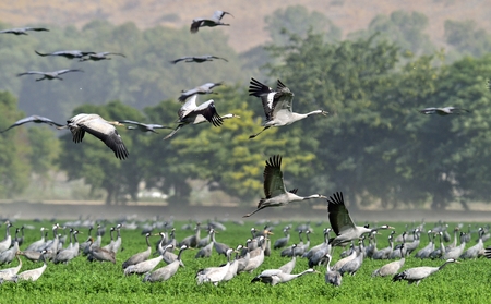 Cranes in a field foraging. Gray bird with long neck. Common Crane, Grus grus, big bird in the natural habitat.の写真素材