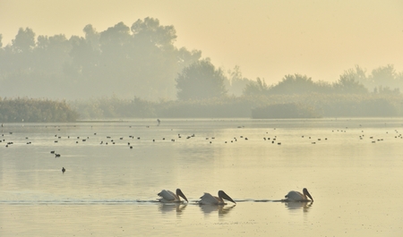Pelicans swim across the water in the morning. Morning mist before dawn.の写真素材