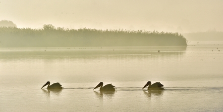 Pelicans swim across the water in the morning. Morning mist before dawn.の写真素材