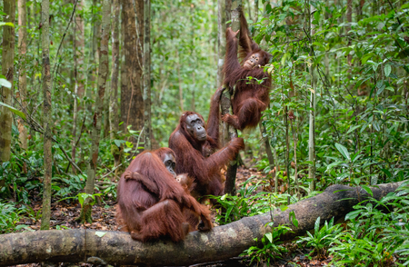 Orangutans in a natural habitatの写真素材