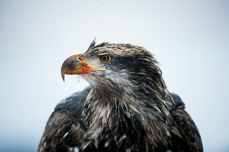 The Eating Bald eagle ( Haliaeetus leucocephalus ) close up portrait. Alaska . USA