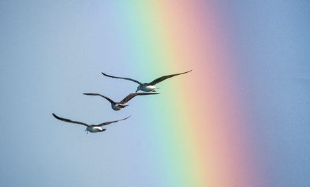 Flying seagulls over the ocean, misty sky,  rainbow backgrounds .の写真素材