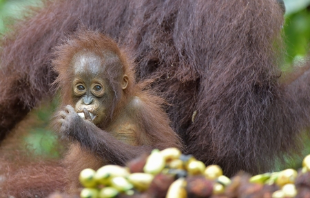 Mother orangutan and cub  eating. In a natural habitat area. Bornean orangutan (Pongo  pygmaeus wurmbii) in the wild nature. Rainforest of Island Borneo. Indonesia.の写真素材