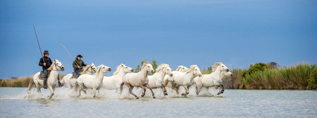 Rider on the White horse drives the horses through the water. Herd of white horses galloping through water. France . Camargueのeditorial素材