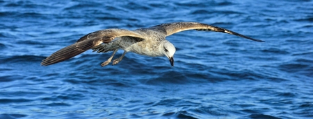 Flying Juvenile Kelp gull (Larus dominicanus), also known as the Dominican gull and Black Backed...