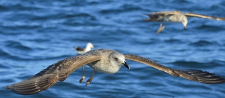 Flying Juvenile Kelp gull (Larus dominicanus), also known as the Dominican gull and Black Backed...