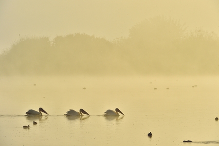Pelicans swim across the water in the morning. Morning mist before dawn.の写真素材