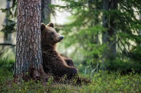 Wild adult Brown Bear (Ursus Arctos) in the summer forest.の写真素材