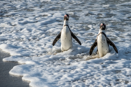 African penguin walk out of the ocean in the foam of the surf. African penguin ( Spheniscus demersus) also known as the jackass penguin and black-footed penguin. Boulders colony. South Africaの写真素材