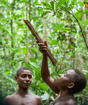 DZANGA-SANGHA FOREST RESERVE, CENTRAL AFRICAN REPUBLIC - NOVEMBER 2, 2008: A women of pygmies drink water from lianas in the forest. Dzanga-Sangha, Central African Republic, November 2, 2008のeditorial素材