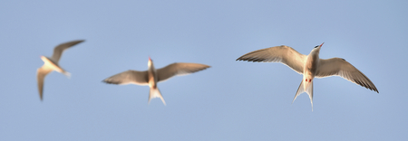 Flitting  The Common Tern (Sterna hirundo) on blue sky background.\ The Common Tern (Sterna hirundo)...