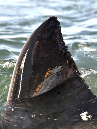 Closeup Fin of a Great White Shark (Carcharodon carcharias)  in ocean  water.