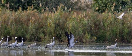 Cranes at Sunrise on the Lake. Morning Landscape. Major stopover for Birds Migrating between Africa, Europe and Asia. North of Israel. Common Crane, Grus grus, Eurasian Crane.の写真素材
