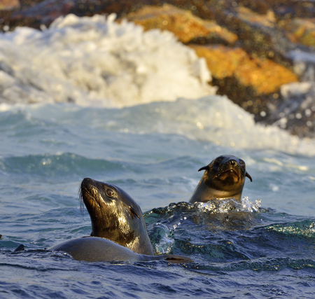 Cape fur seals (Arctocephalus pusillus). Kalk Bay, False Bay, South Africaの写真素材