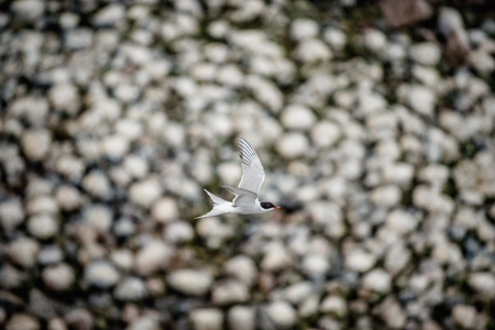 Common Tern (Sterna Hirundo) Top view. The bird flies over places of nestings