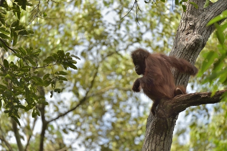 Central Bornean orangutan (Pongo pygmaeus wurmbii) on the tree in natural habitat. Wild nature in Tropical Rainforest of Borneo. Indonesiaの写真素材