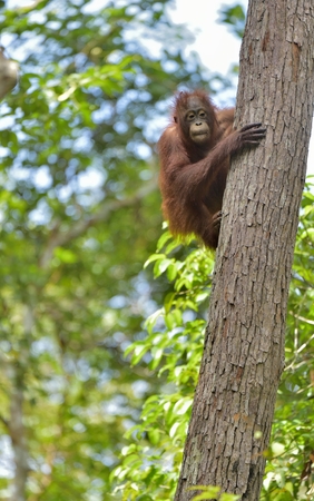 Central Bornean orangutan (Pongo pygmaeus wurmbii) on the tree in natural habitat. Wild nature in Tropical Rainforest of Borneo. Indonesiaの写真素材