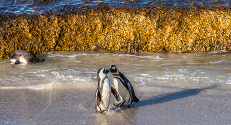 Kissing African penguins on the beach. African penguin ( Spheniscus demersus) also known as the jackass penguin and black-footed penguin. Boulders colony. Cape Town. South Africaの写真素材