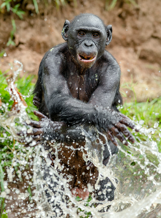 Bonobo in the water. Natural habitat. The Bonobo ( Pan paniscus), called the pygmy chimpanzee....