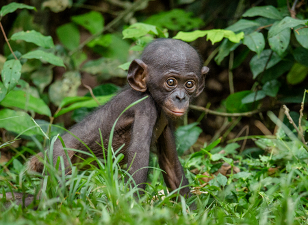 Close up Portrait of Bonobo Cub  in natural habitat. Green natural background. The Bonobo ( Pan paniscus), called the pygmy chimpanzee. Democratic Republic of Congo. Africaの写真素材