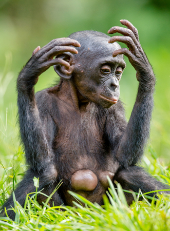 Close up Portrait of Bonobo Cub  in natural habitat. Green natural background. The Bonobo ( Pan paniscus), called the pygmy chimpanzee. Democratic Republic of Congo. Africaの写真素材