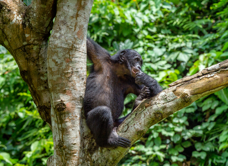 Close up Portrait of Bonobo Cub on the tree in natural habitat. Green natural background. The Bonobo ( Pan paniscus), called the pygmy chimpanzee. Democratic Republic of Congo. Africaのeditorial素材