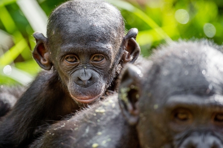 Close up Portrait of Bonobo Cub on the mother's back in natural habitat. Green natural background. The Bonobo ( Pan paniscus), called the pygmy chimpanzee. Democratic Republic of Congo. Africaの写真素材