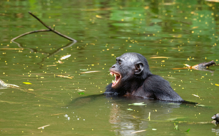 Smiling Bonobo in the water. Natural habitat. Green natural background. The Bonobo ( Pan paniscus), called the pygmy chimpanzee. Democratic Republic of Congo. Africaの写真素材