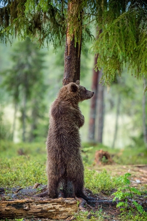 The juvenile brown bear standing on hinder legs. Ursus Arctos ( Brown Bear)の写真素材