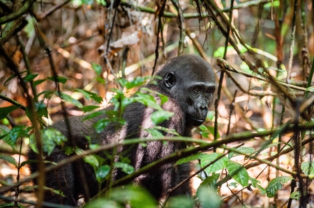 Juvenile Western lowland gorilla (Gorilla gorilla gorilla) close up at a short distance. Republic of...