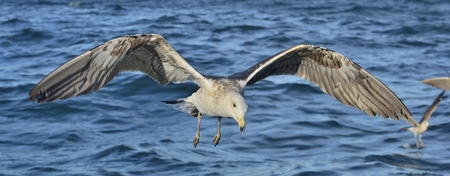 Flying Juvenile Kelp gull (Larus dominicanus), also known as the Dominican gull and Black Backed...