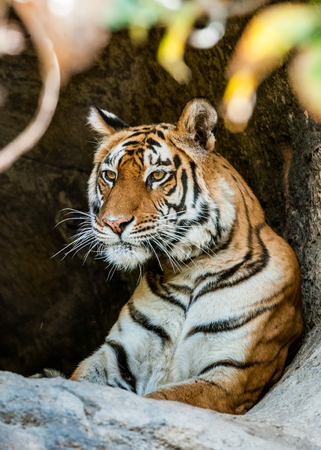 Bengal Tiger Portrait. Panthera tigris tigris. Tiger portrait shot. Picture taken in National Park, Indiaの写真素材