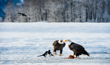 The Magpies and Bald eagle ( Haliaeetus leucocephalus ) sits on snow and eats a salmon.  Alaska