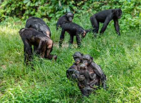 Bonobos in natural habitat. Green natural background. The Bonobo ( Pan paniscus), called the pygmy chimpanzee. Democratic Republic of Congo. Africaの写真素材