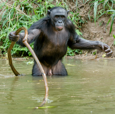 Bonobo in the water. Natural habitat. Green natural background. The Bonobo ( Pan paniscus), called the pygmy chimpanzee. Democratic Republic of Congo. Africaの写真素材