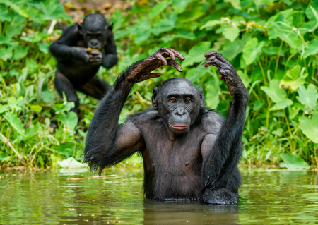 Bonobo in the water. Natural habitat. Green natural background. The Bonobo ( Pan paniscus), called the pygmy chimpanzee. Democratic Republic of Congo. Africaの写真素材