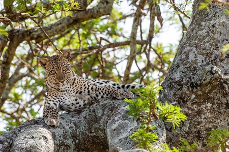 Leopard on a tree. The leopard hides from solar hot beams on a tree. The leopard (Panthera pardus) is one of the five "big cats" in the genus Panthera.の写真素材