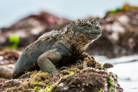 A male of Galapagos Marine Iguana resting on lava rocks (Amblyrhynchus cristatus). The marine iguana on the black stiffened lava.  Galapagos Islands. Ecuadorの写真素材